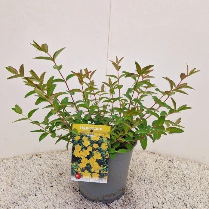 Hypericum 'Hidcote', D 17