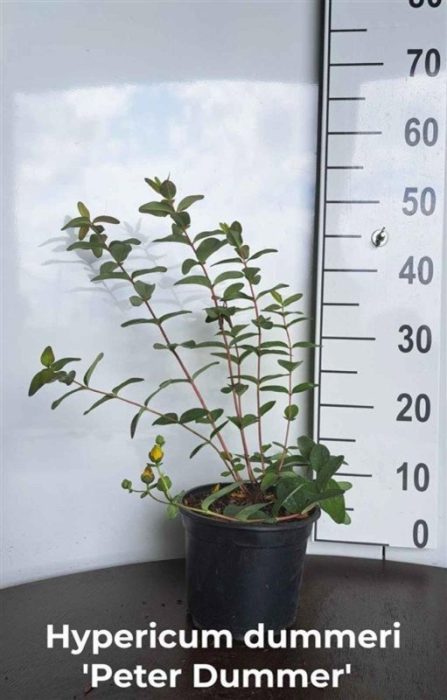 Hypericum dummeri 'Peter Dummer', D 18