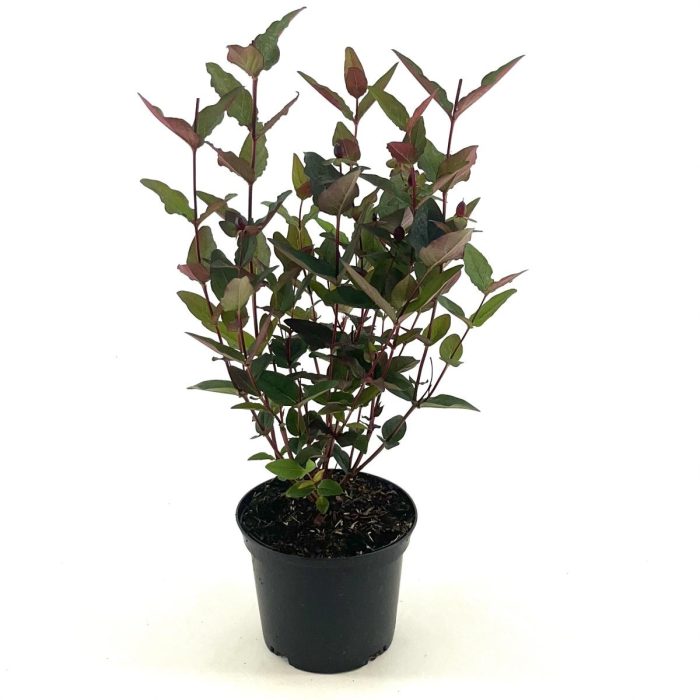 Hypericum Miracle Night, D 17