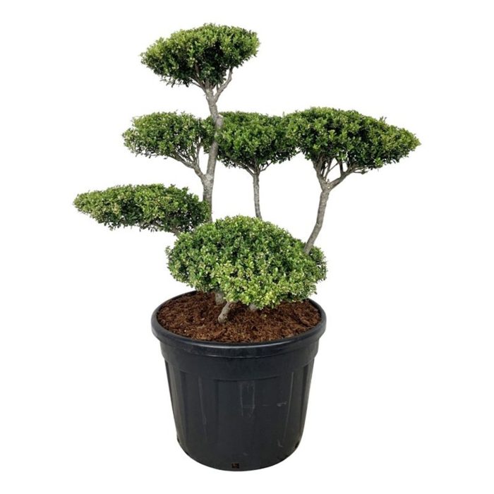 Ilex crenata, D 60