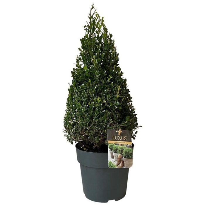 Ilex crenata Luxus® Pyramide 50-60 cm c5/p23, D 23