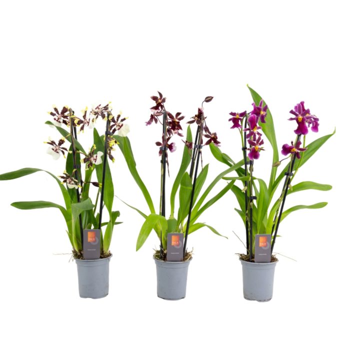 Inca Cambria mix duo cascade 9cm, D 9