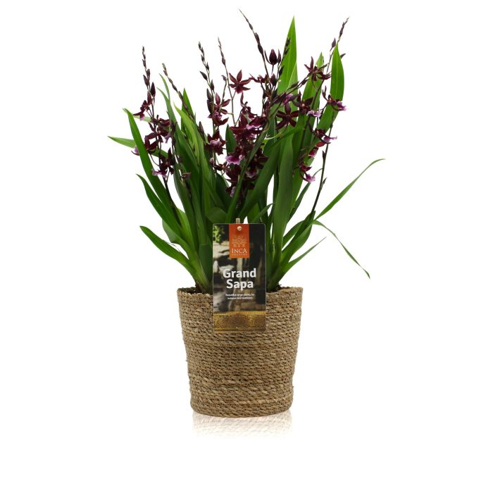 Inca Grand Sapa Cambria Barrocco Red 8+ spike mix 17cm touve in luxury basket, D 17