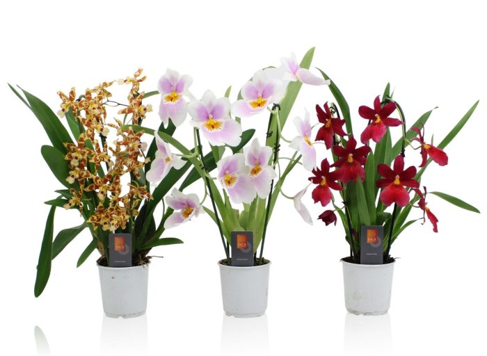 Inca Orchid mix Duo Cascade spike 9cm, D 9