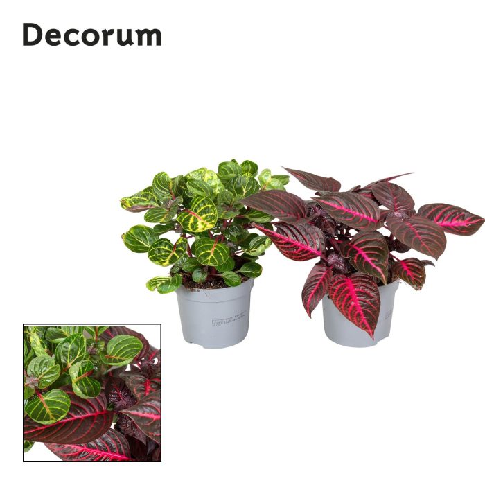 Iresine Herbstii 13cm Mix 2 kleuren Decorum, D 13