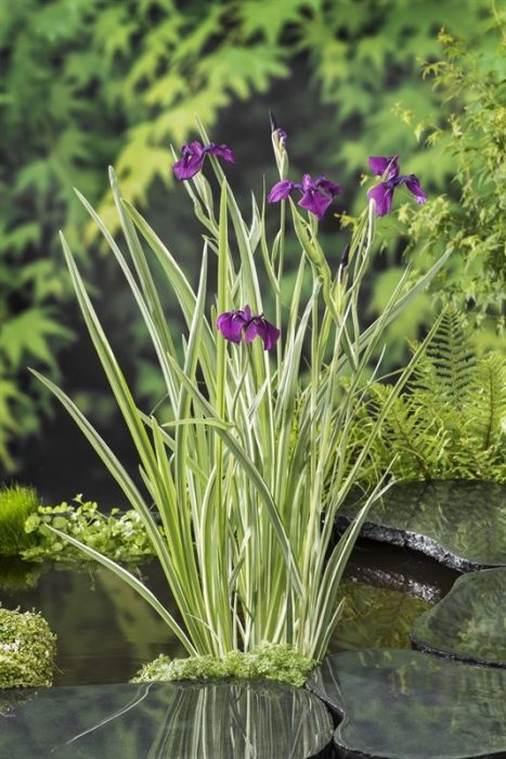 Iris kaempferi 'Variegata', D 9