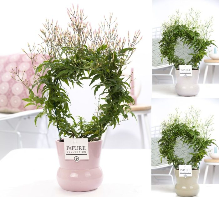 Jasminum Poly. ( 200+ knop) in P&PURE Plant Vase Maxima ass. 3, D 12
