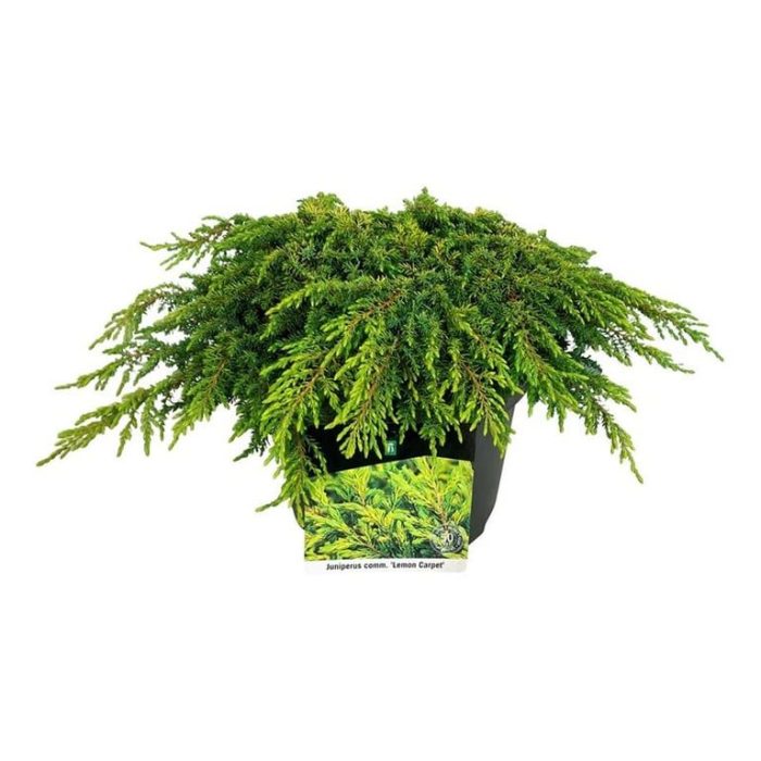 Juniperus comm. 'Lemon Carpet', D 24