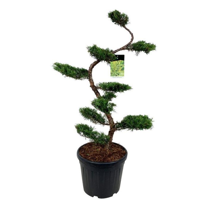Juniperus pf. 'Pfitzeriana Aurea', D 50