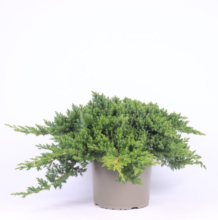 Juniperus procumbens 'Nana', D 23