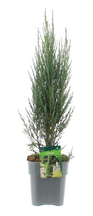 Juniperus scop. 'Blue Arrow', D 17