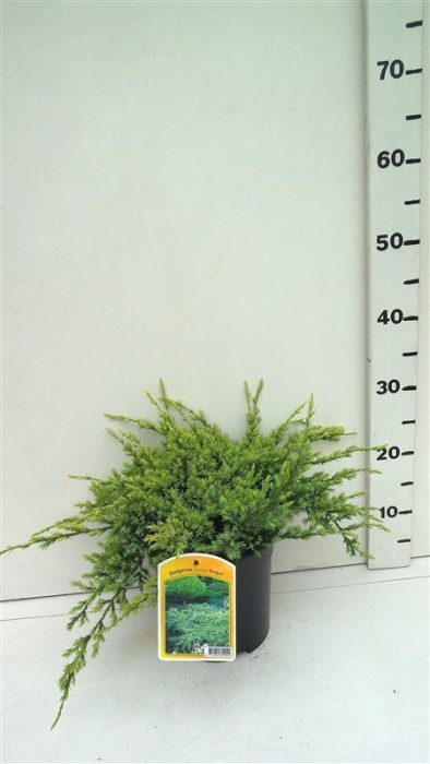 Juniperus squamata 'Holger', D 19
