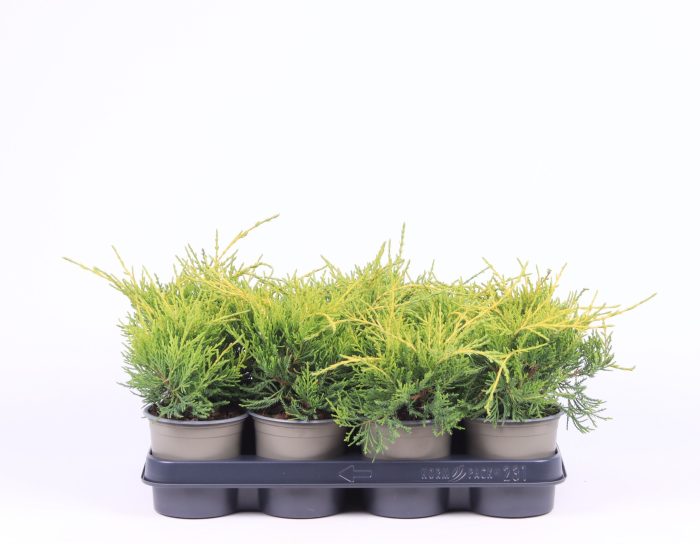Juniperus x pfitzeriana 'Gold Coast', D 11