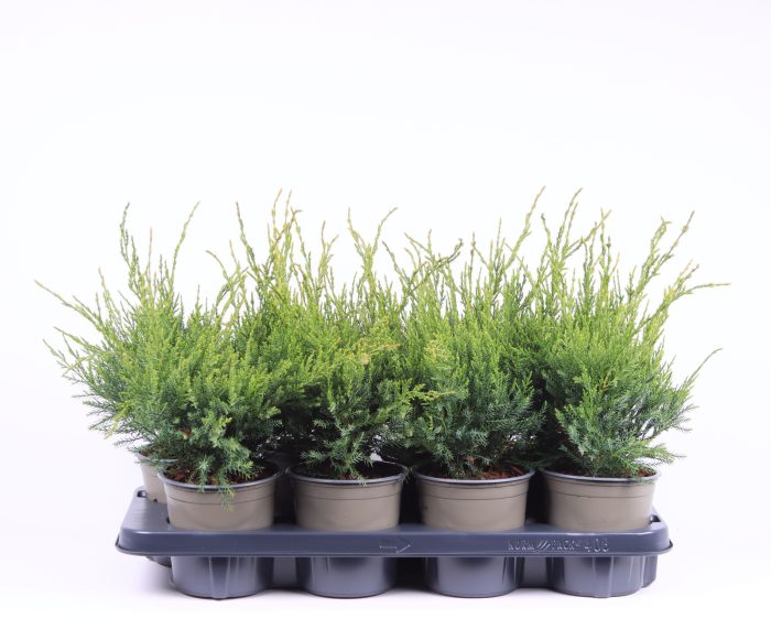 Juniperus x pfitzeriana 'Mint Julep', D 13
