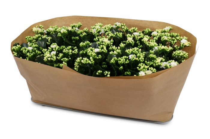 Kalanchoë Perfecta White Kraag papier, D 12