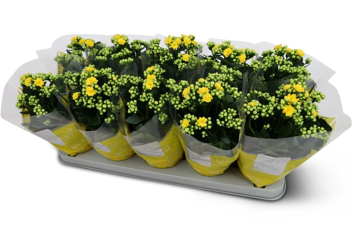 Kalanchoë Perfecta Yellow GFN hoes, D 12
