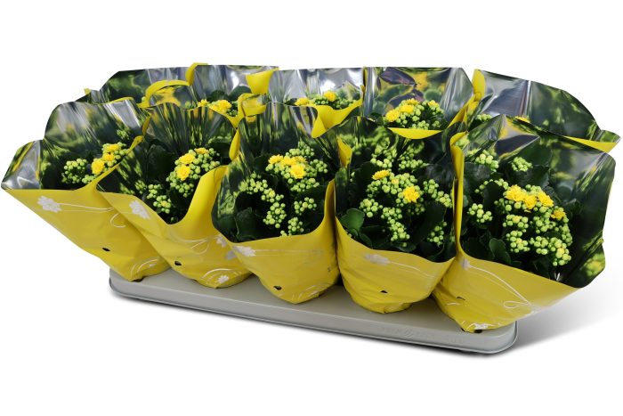 Kalanchoë Perfecta Yellow Premium hoes, D 12