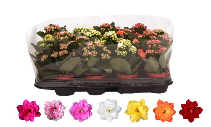Kalanchoe Rosalina 07cm mix, Trayfolie, D 7