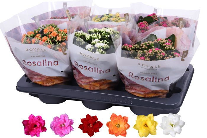 Kalanchoe Rosalina 15cm mix, Royale, D 15