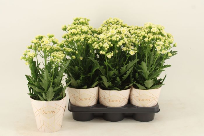 Kalanchoe Sunny White, D 14