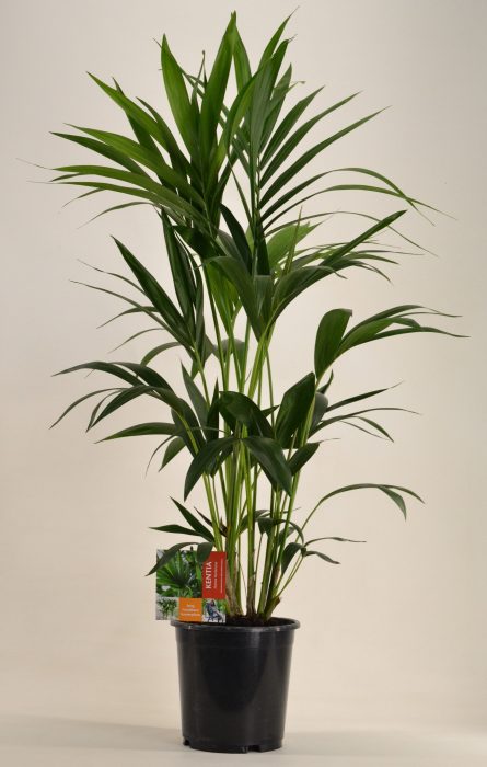 KENTIA - P21 H110 - 6PP (Howea forsteriana), D 21