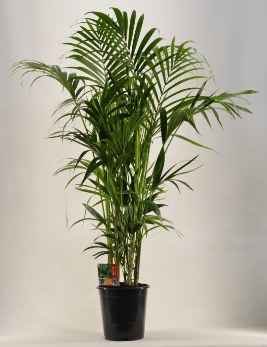 KENTIA - P27 H170 - 12PP (Howea forsteriana), D 27