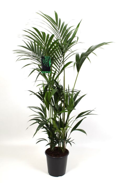 Kentia Howea Forsteriana 27 cm 180 cm hoog, D 27
