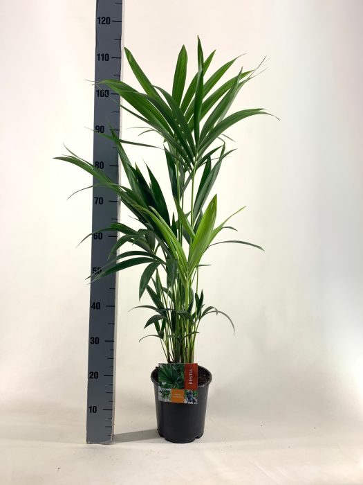 KENTIA P19 H100 -5PP EcoLine (Howea forsteriana), D 19