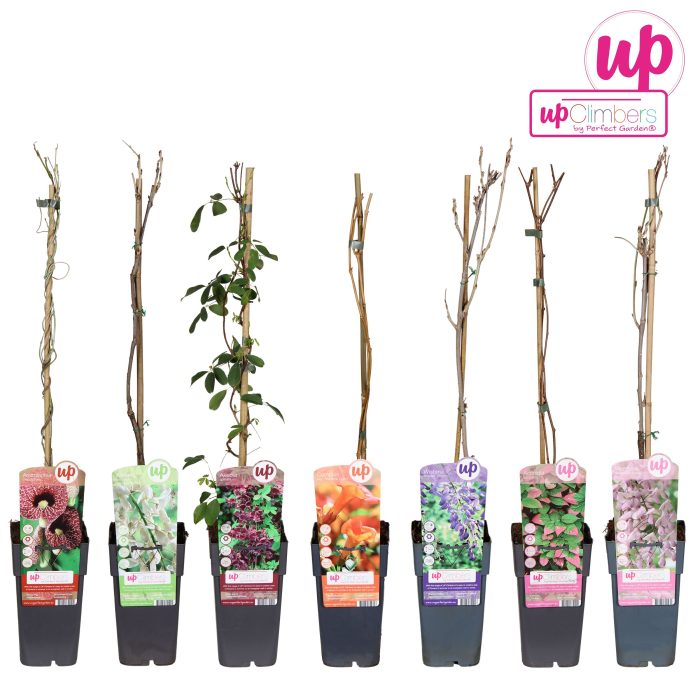 Klimplanten mix tray exclusief P15, D 15