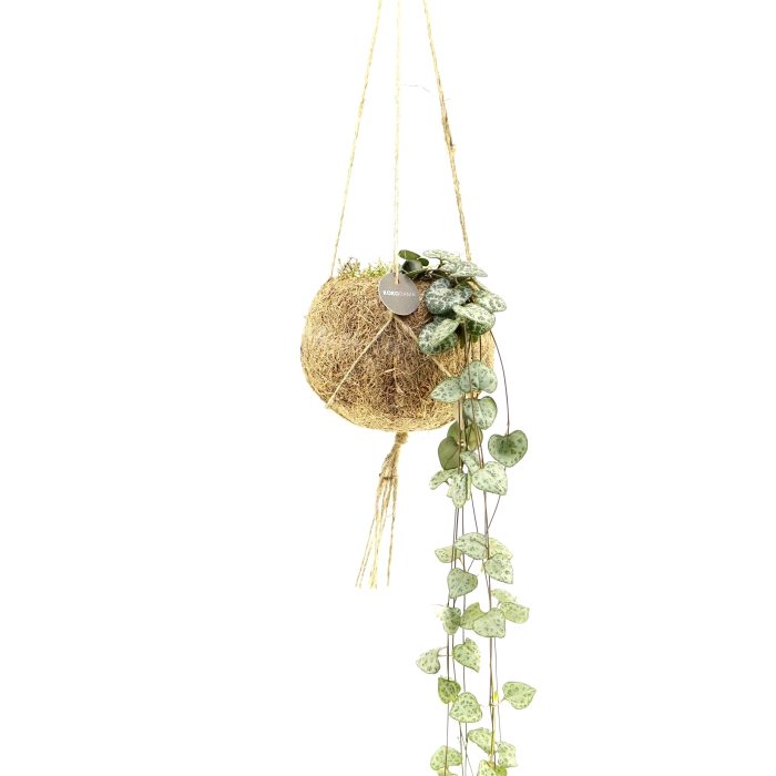 Kokodama 12 cm Ceropegia "String of Hearts", D 12