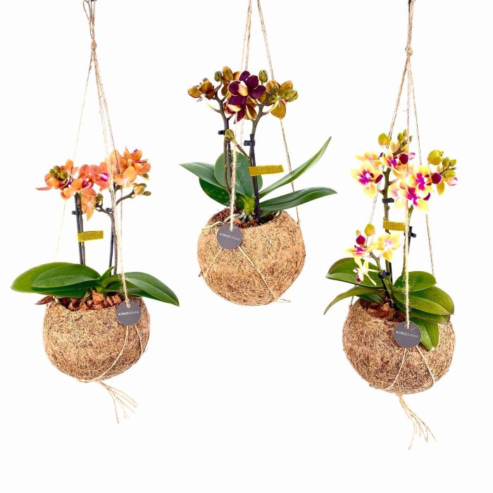 Kokodama 12 cm Orchid 2 tak, D 12