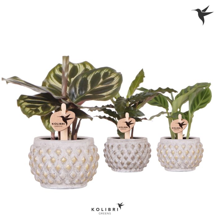 Kolibri Greens Calathea mix in Marrakesh pot gold copper mix, D 6