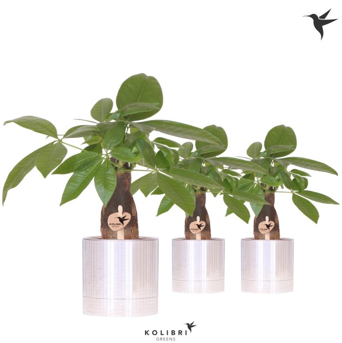 Kolibri Greens Pachira in Disco pot, D 9