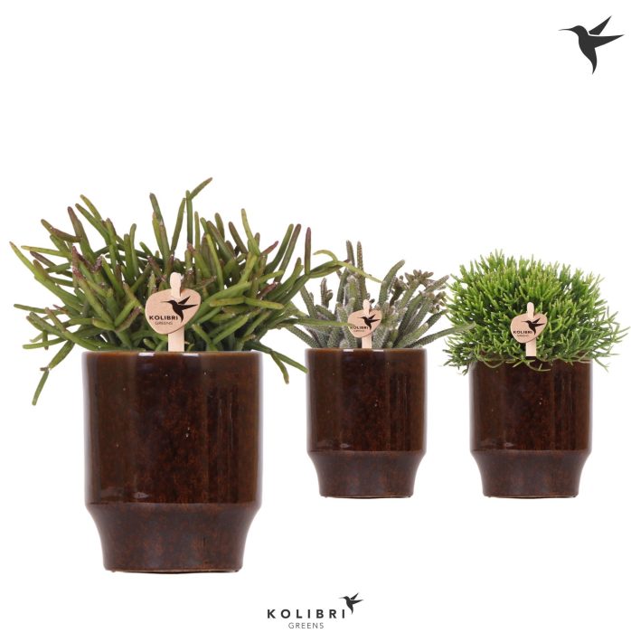 Kolibri Greens Rhipsalis mix in Classy pot brown, D 9