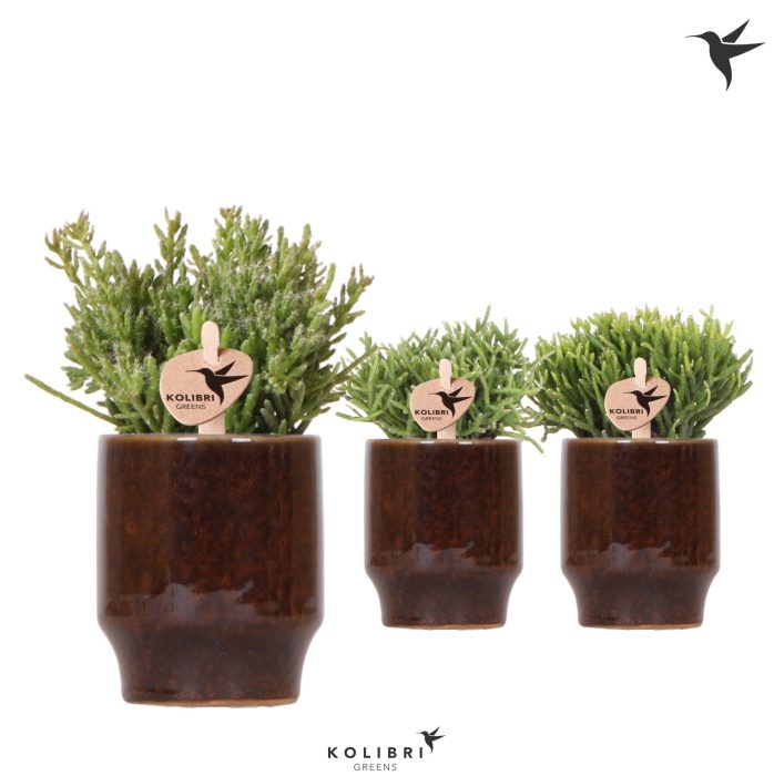 Kolibri Greens Rhipsalis mix in Classy pot brown, D 6