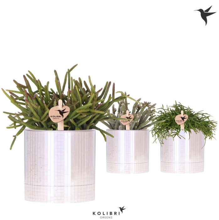 Kolibri Greens Rhipsalis mix in Disco pot, D 9