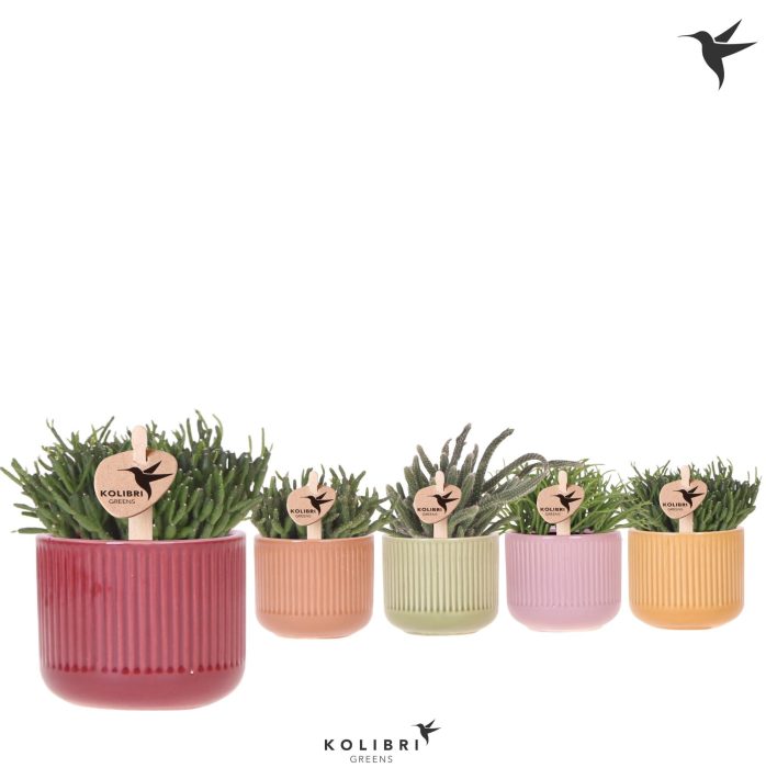 Kolibri Greens Rhipsalis mix in Flare pot mix, D 6