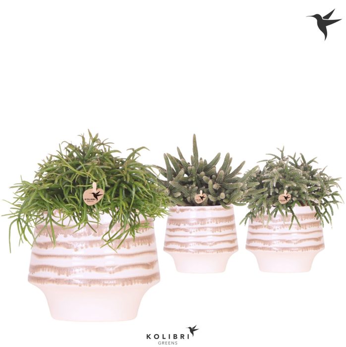 Kolibri Greens Rhipsalis mix in Moonstone pot white, D 12