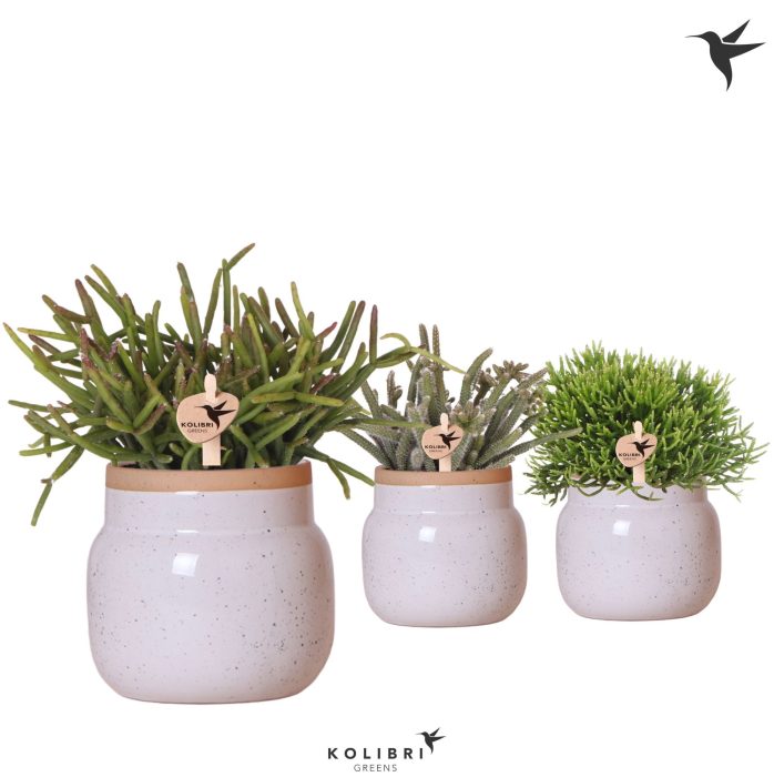 Kolibri Greens Rhipsalis mix in Vintage Bowl pot white, D 9