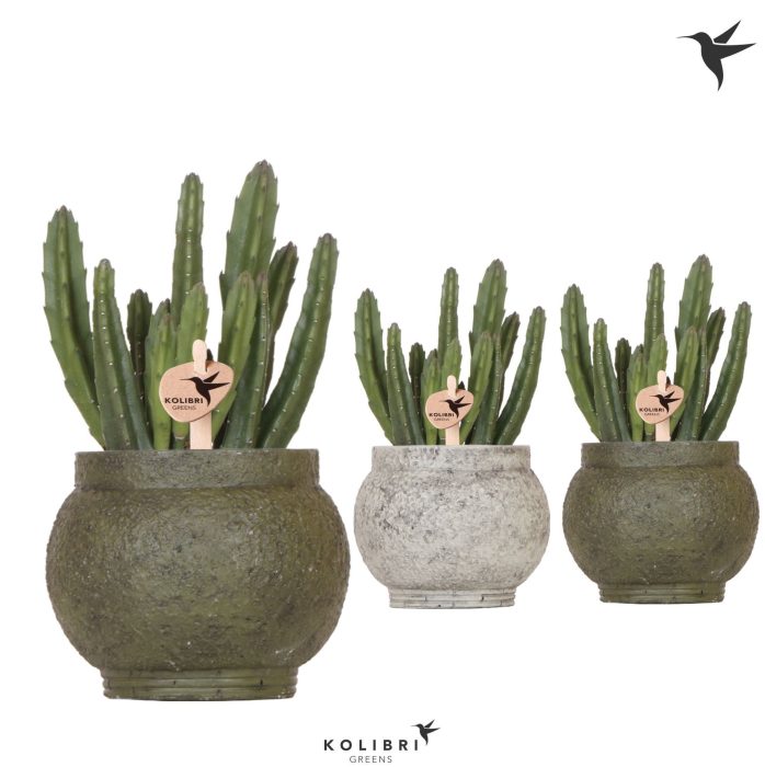 Kolibri Greens Stapelia Leendertziae in Ancient pot green mix, D 9