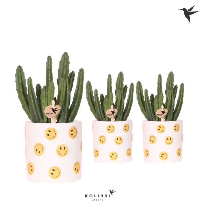 Kolibri Greens Stapelia Leendertziae in Smiley pot, D 9