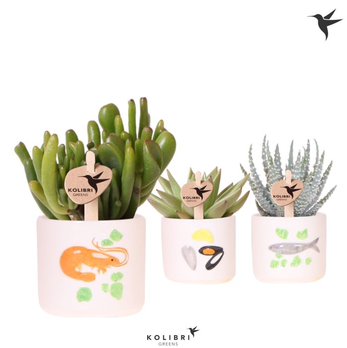 Kolibri Greens Succulenten mix in Fruits De Mer pot mix, D 6