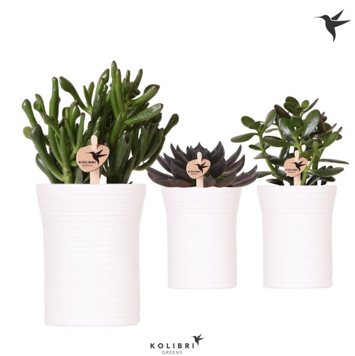 Kolibri Greens Succulenten mix in Furrow pot white, D 9