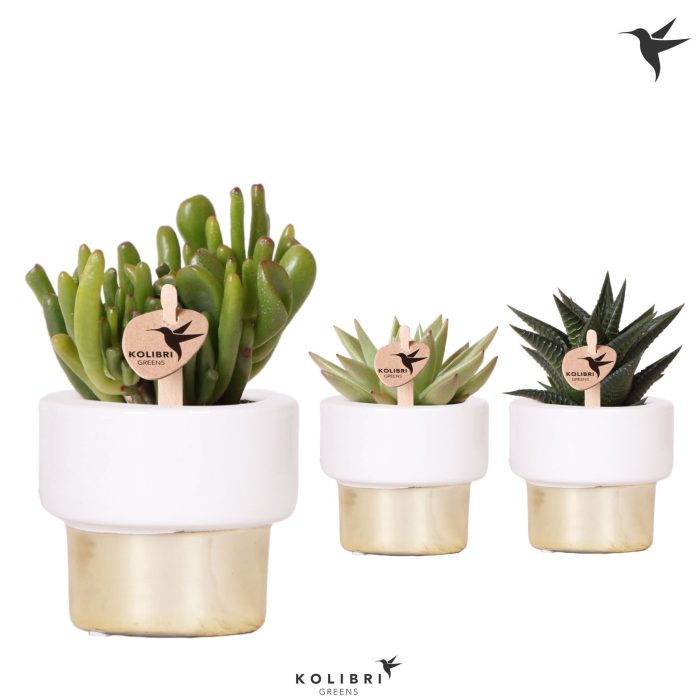 Kolibri Greens Succulenten mix in Lush pot gold, D 6