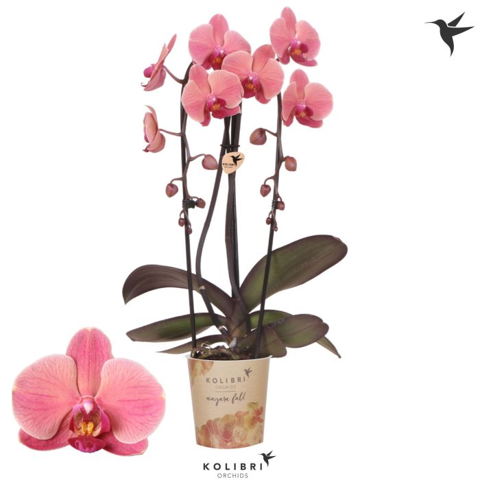 Kolibri Orchids Phalaenopsis Cascade Niagara Fall Narbonne 2 spike, D 12