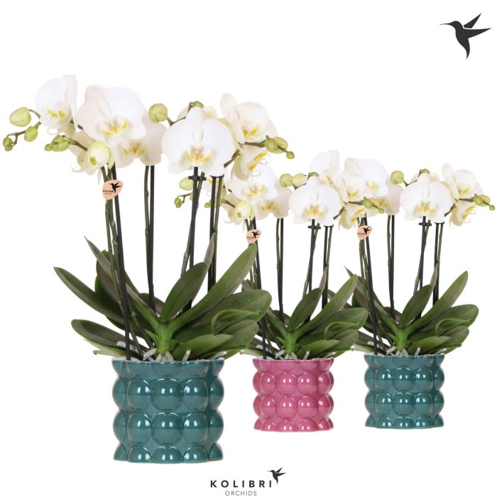 Kolibri Orchids Phalaenopsis Jewel Ghent 4 spike in Cotton pot green mix, D 12