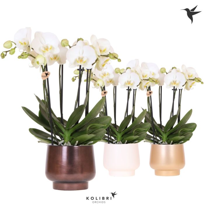 Kolibri Orchids Phalaenopsis Jewel Ghent 4 spike in Scandic pot mix, D 12