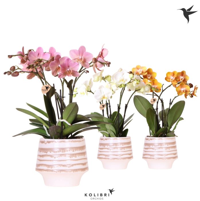 Kolibri Orchids Phalaenopsis Jewel mix 4 spike in Moonstone pot white, D 12