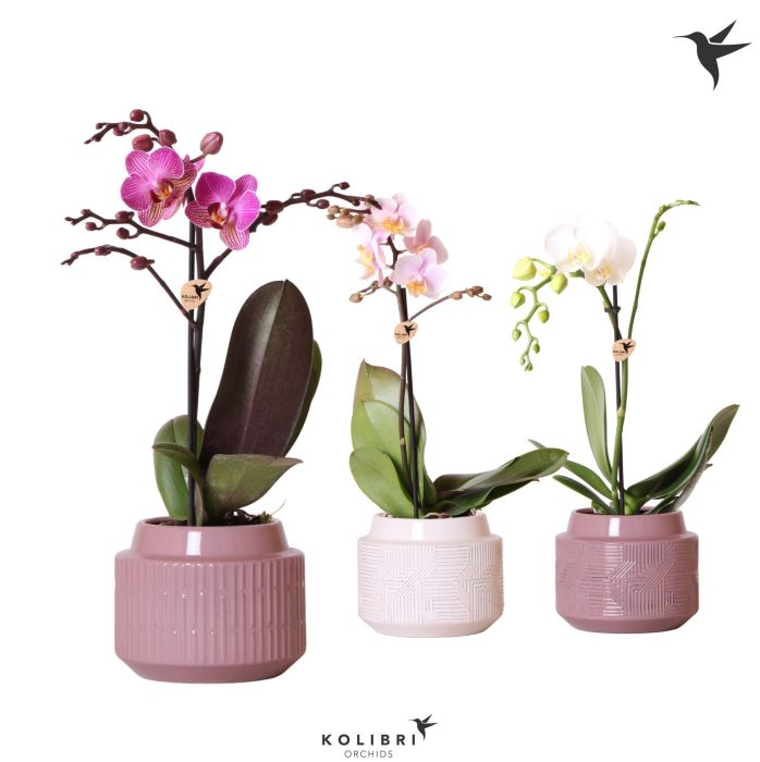 Kolibri Orchids Phalaenopsis Mix 1 spike in Maze white violet, D 9