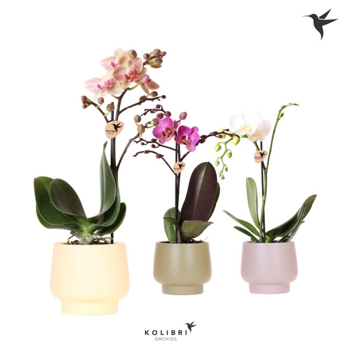 Kolibri Orchids Phalaenopsis mix 1 spike in Scandic pot mix, D 9